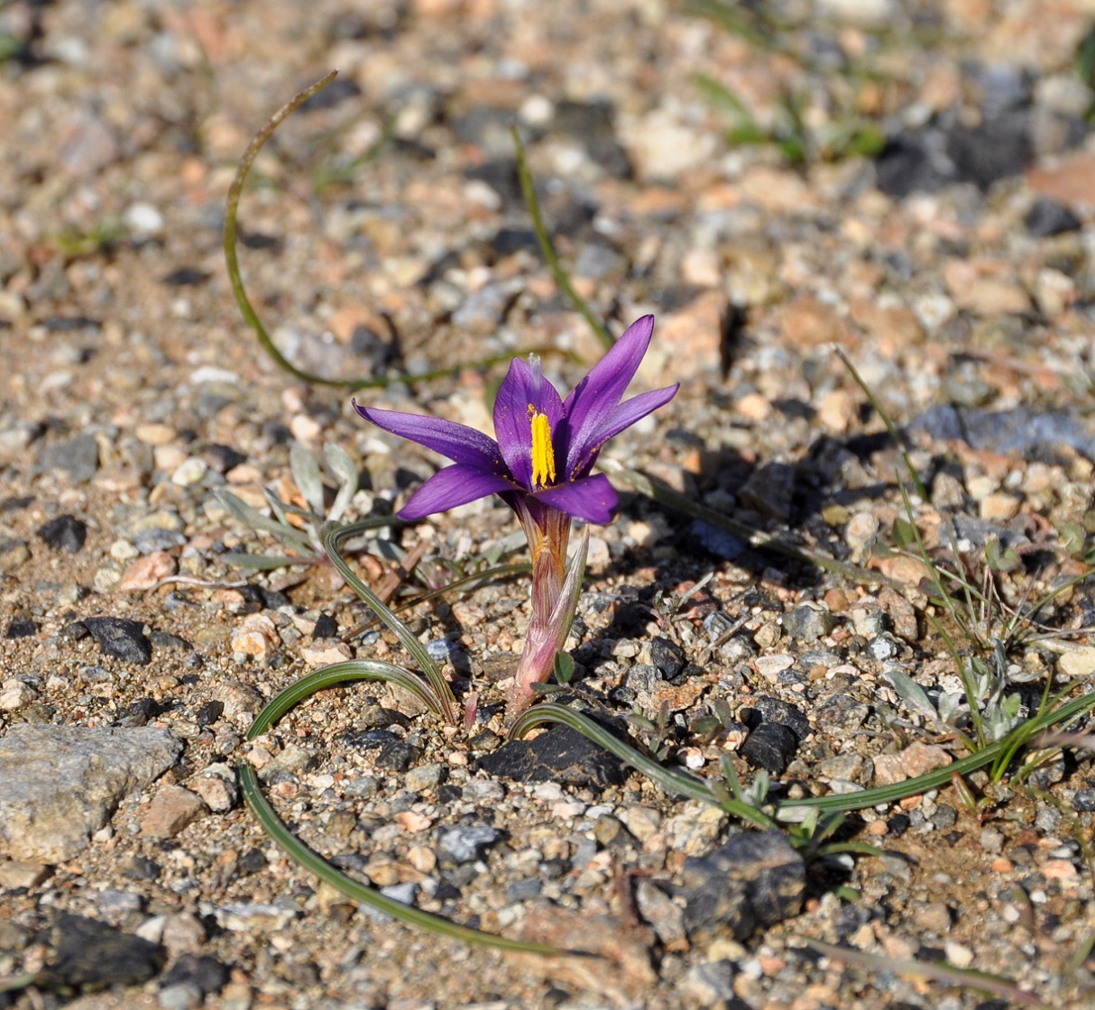 Image of Romulea tempskyana specimen.