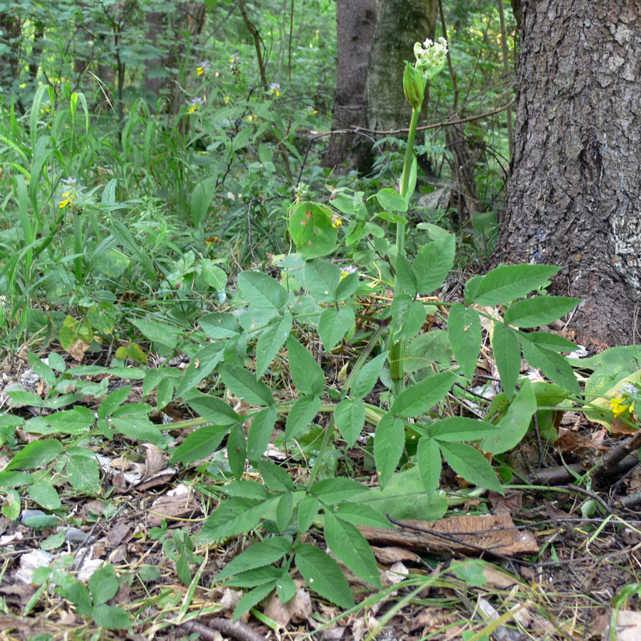 Image of Angelica sylvestris specimen.