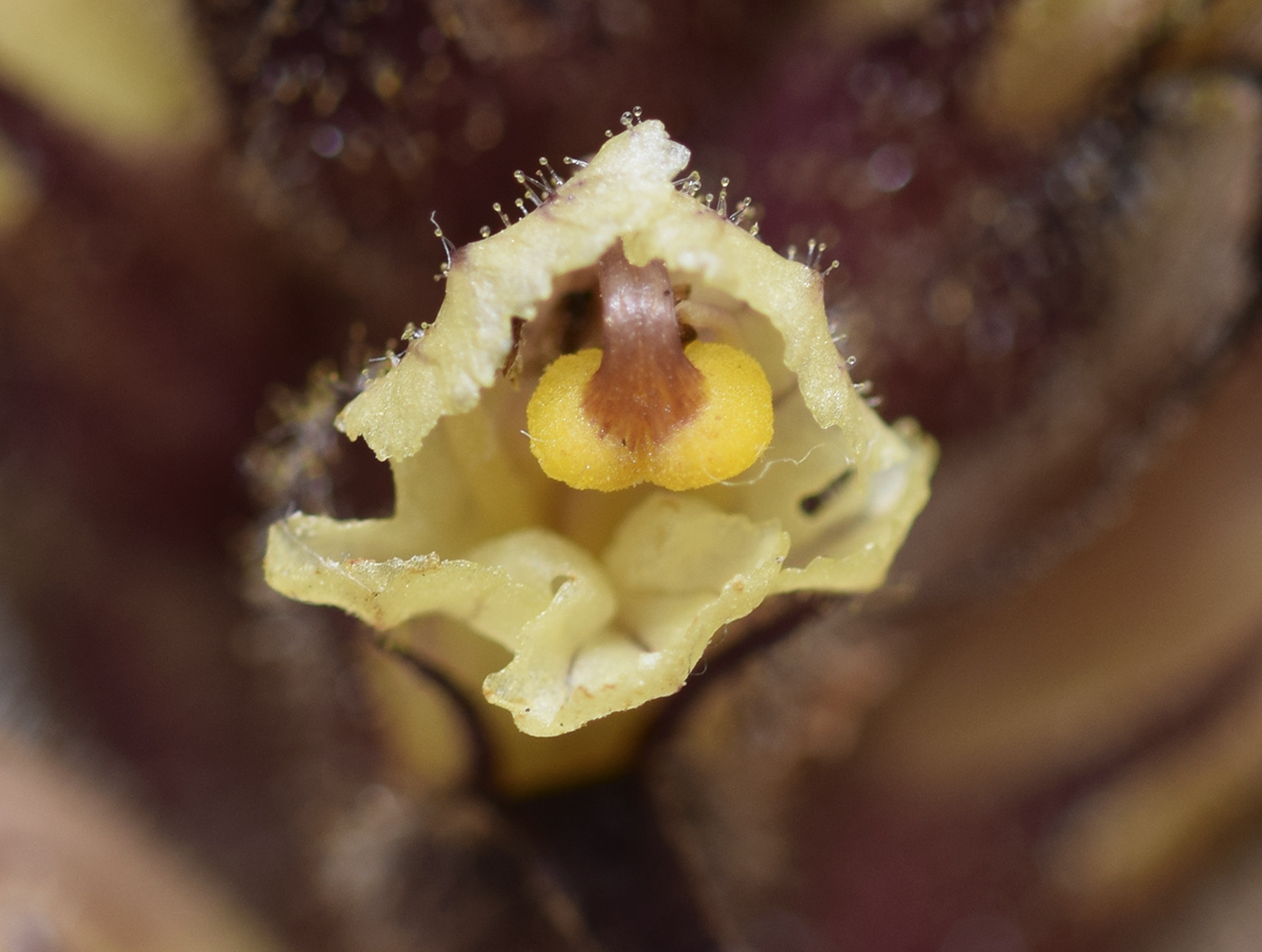 Image of Orobanche hederae specimen.