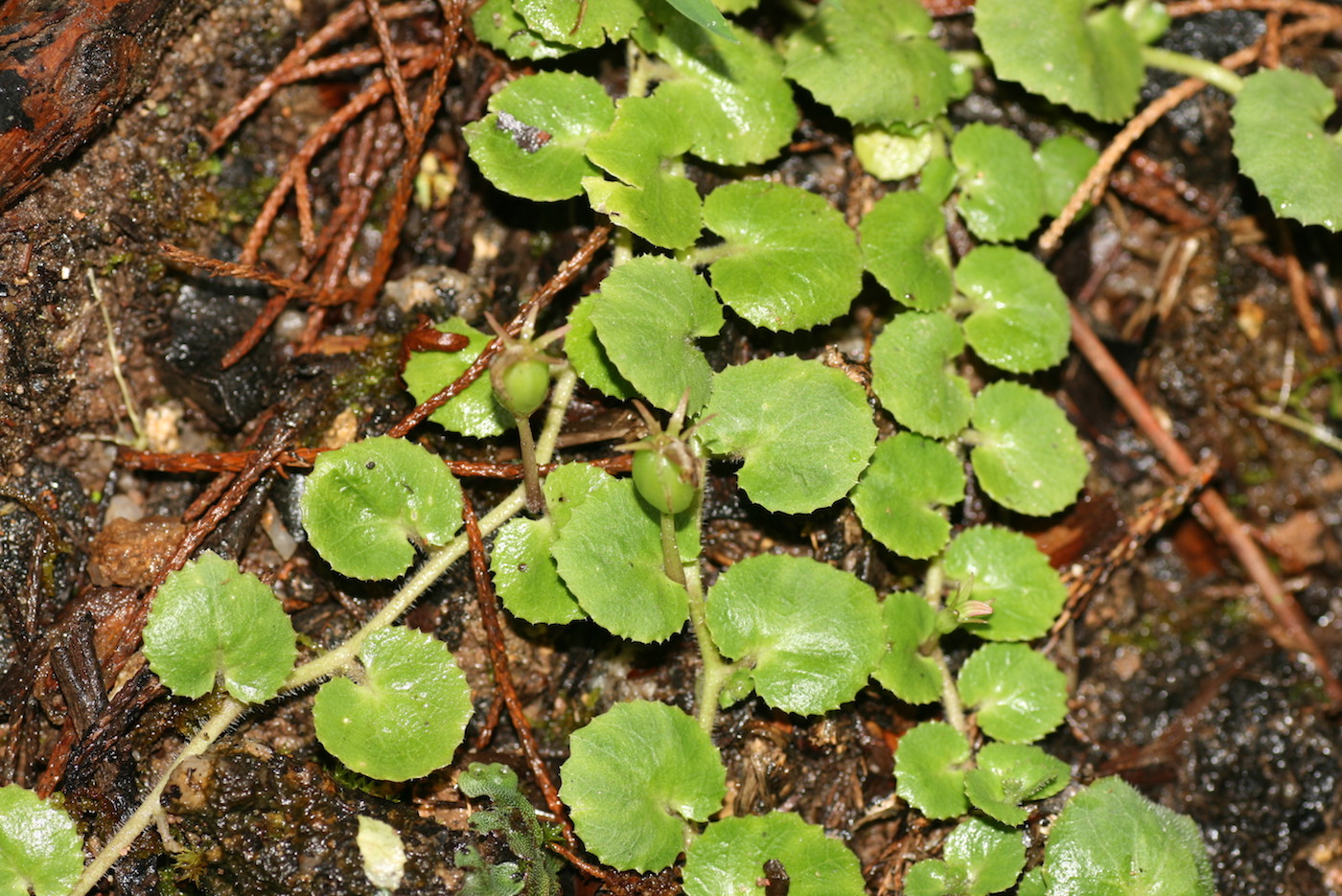 Image of Lobelia nummularia specimen.