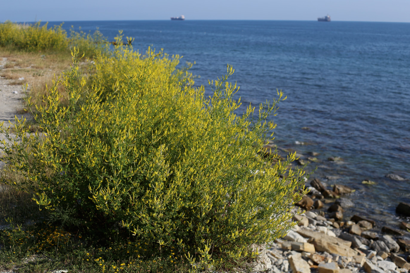 Image of Melilotus officinalis specimen.