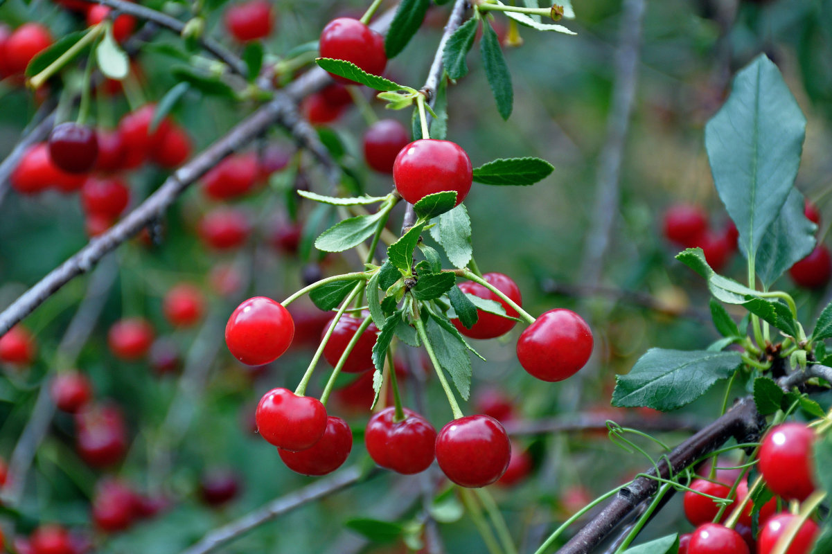 Изображение особи Cerasus vulgaris.