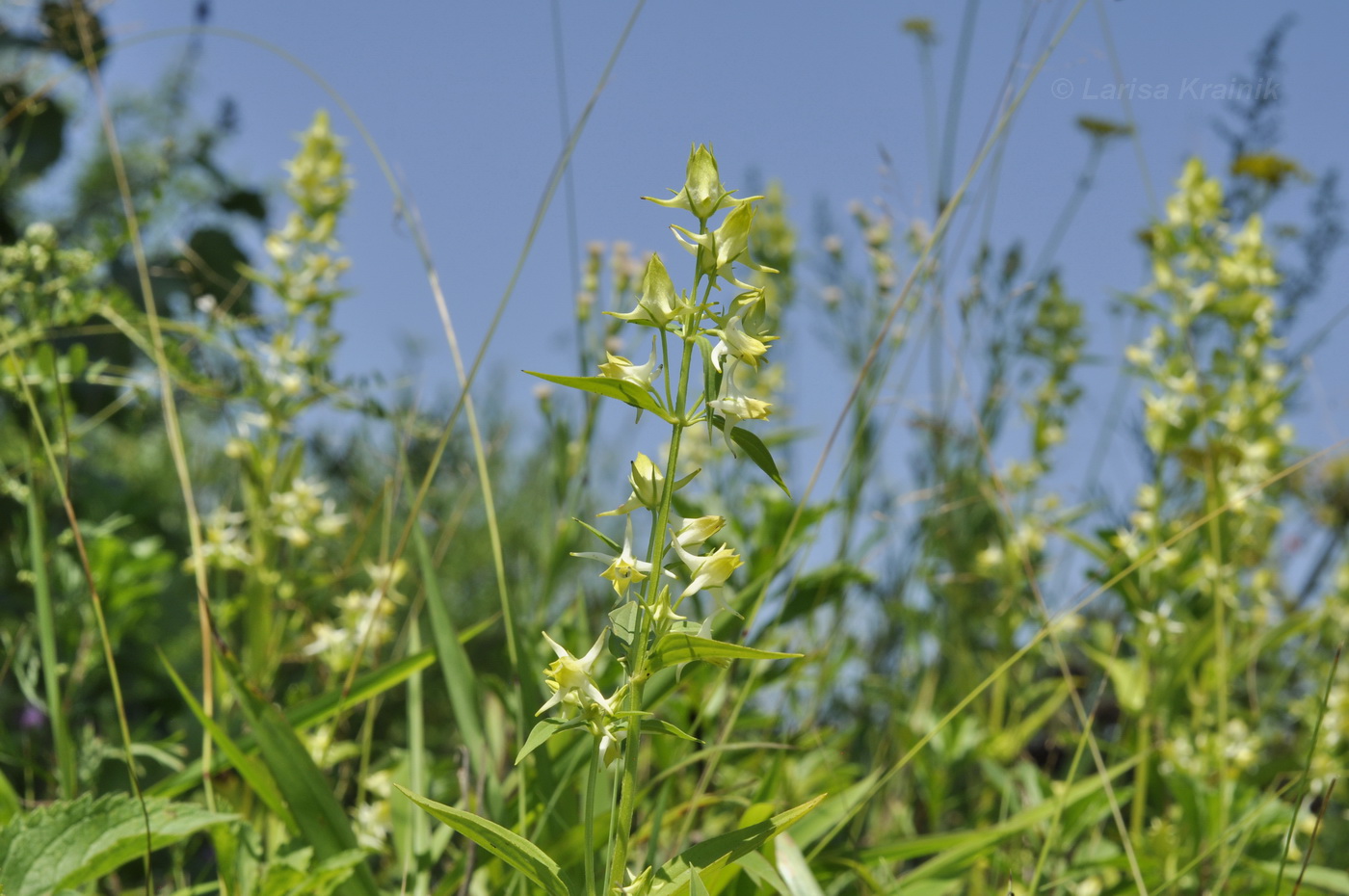 Изображение особи Halenia corniculata.