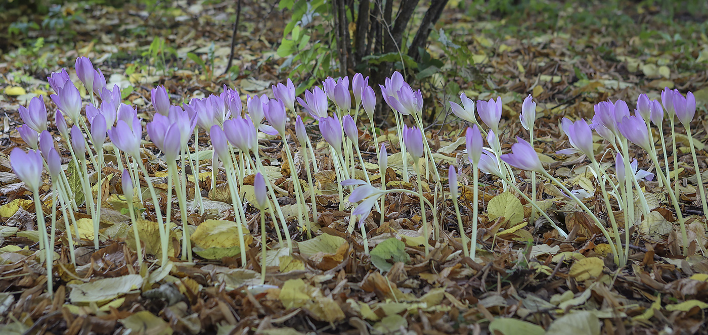 Image of Colchicum speciosum specimen.