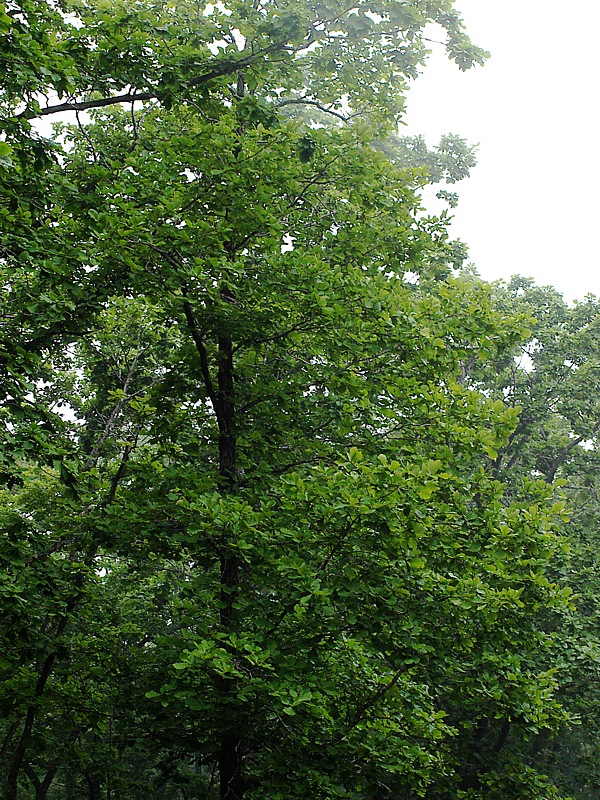 Image of Quercus mongolica specimen.