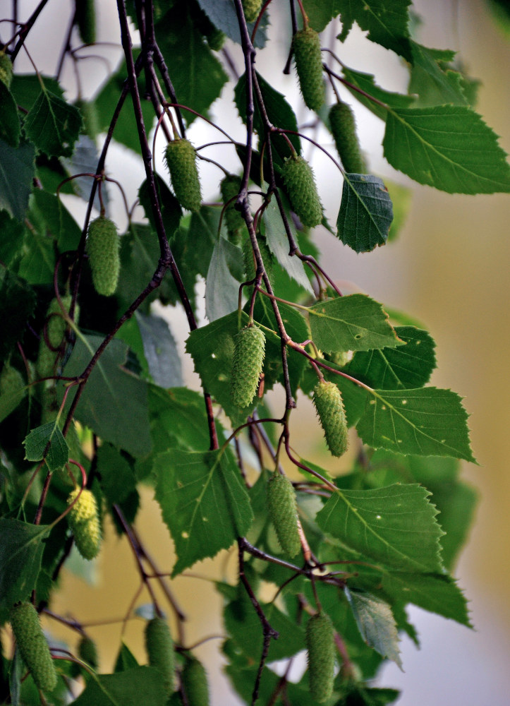 Image of Betula pendula specimen.