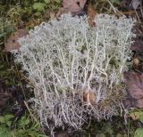 Cladonia rangiferina. Талломы, извлечённые из субстрата. Пермский край, Оханский р-н, Тулумбаихинское сельское поселение, Кунчурихинский бор, опушка в смешанном лесу. 27.09.2020.