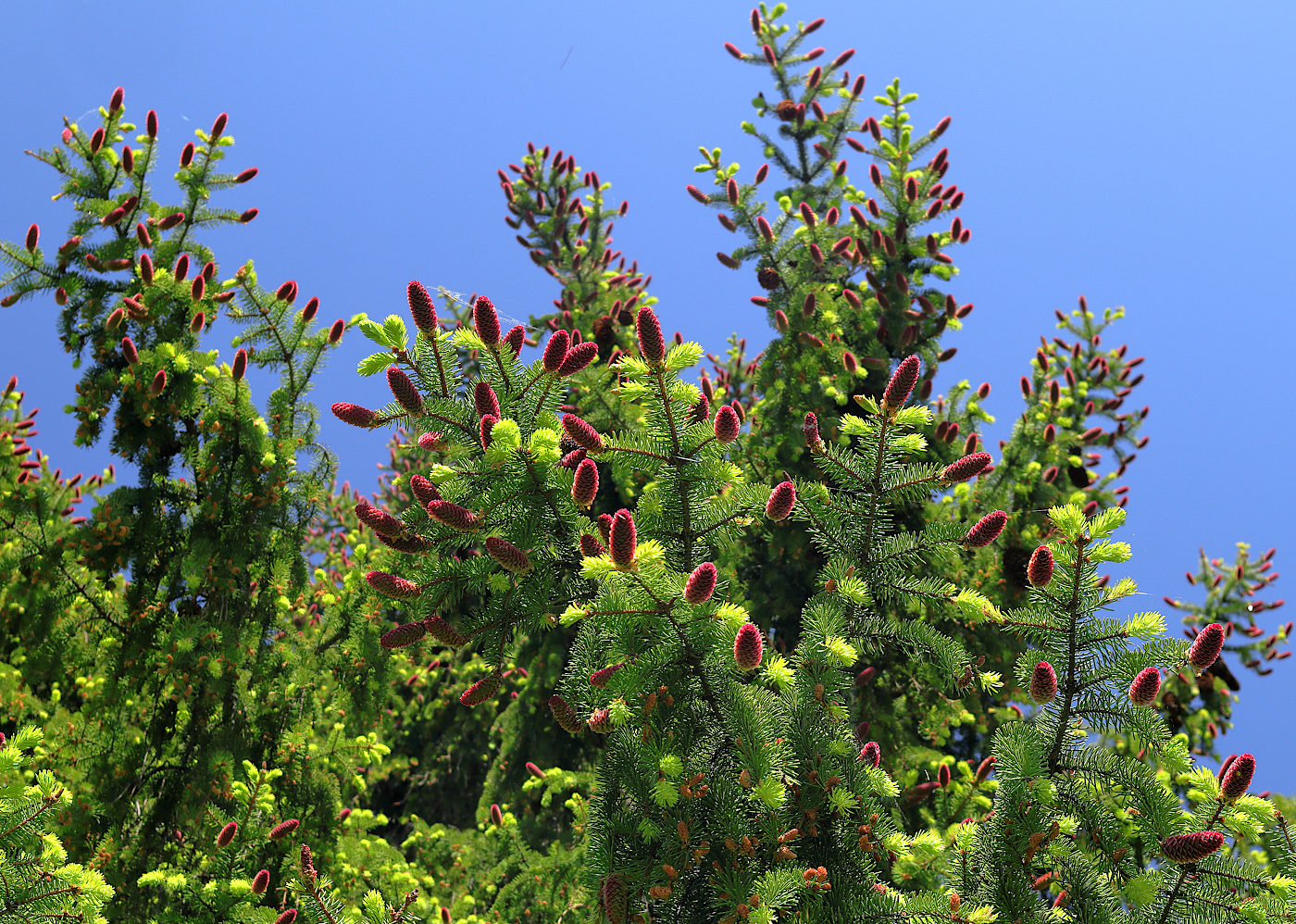 Image of Picea abies specimen.