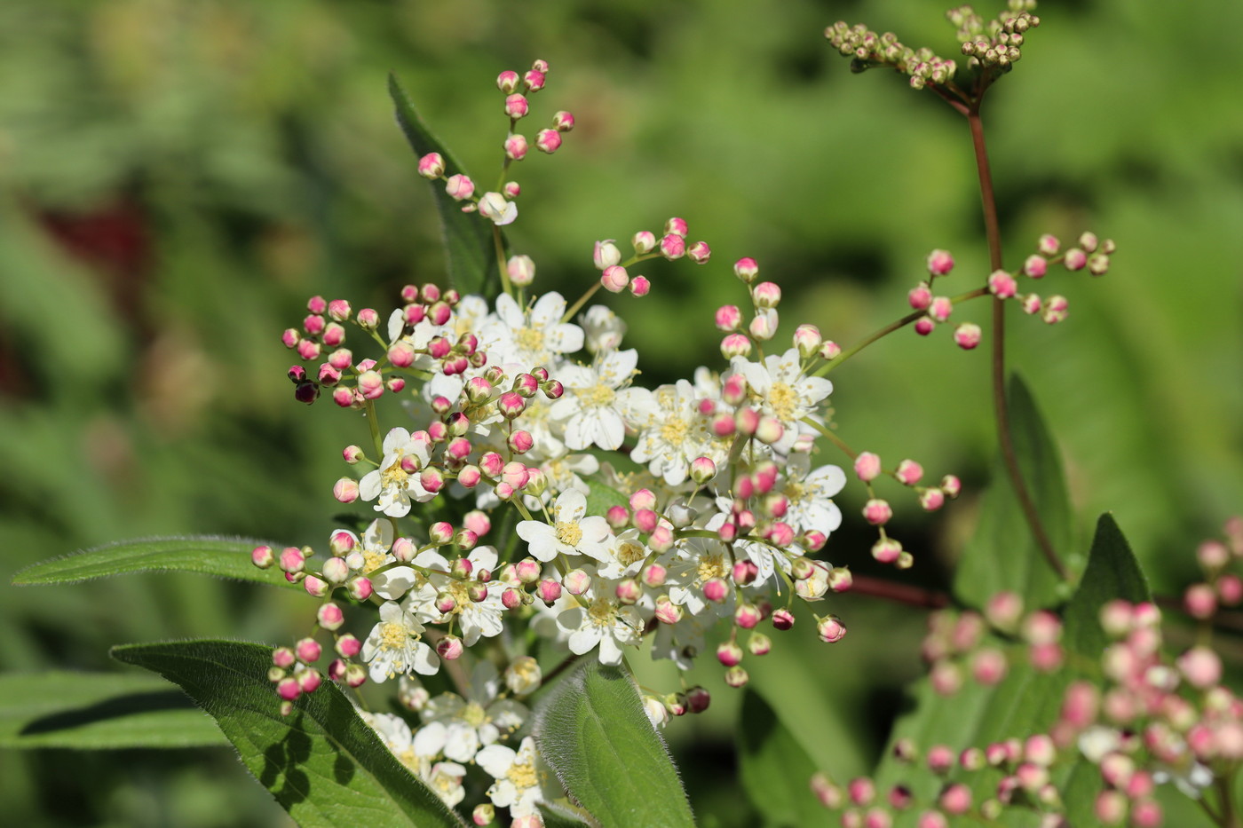 Image of Filipendula vulgaris specimen.