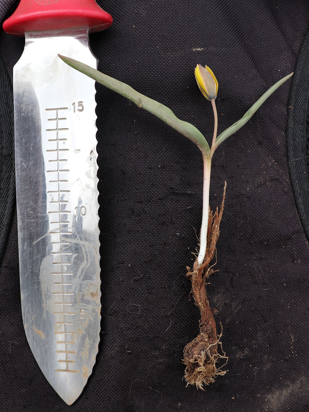 Image of Tulipa dasystemon specimen.