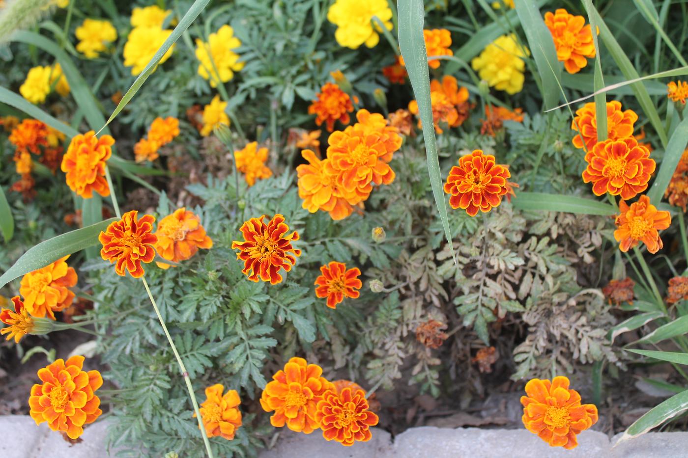 Image of Tagetes patula specimen.