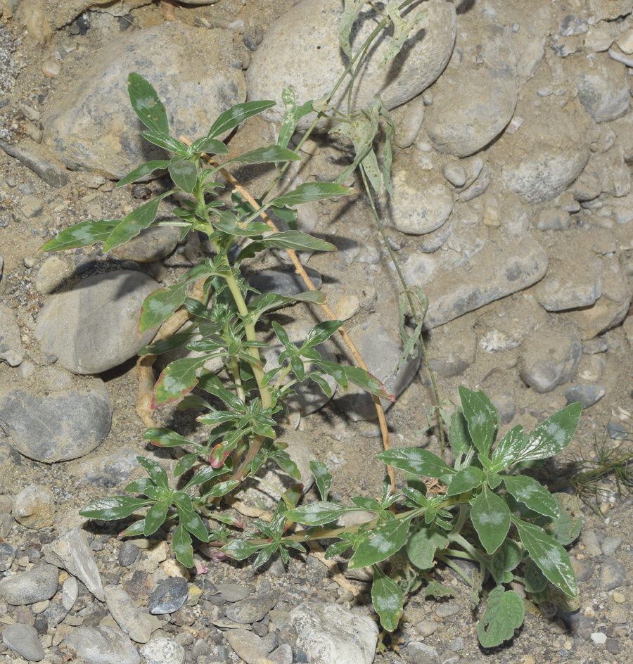 Image of Amaranthus blitoides specimen.