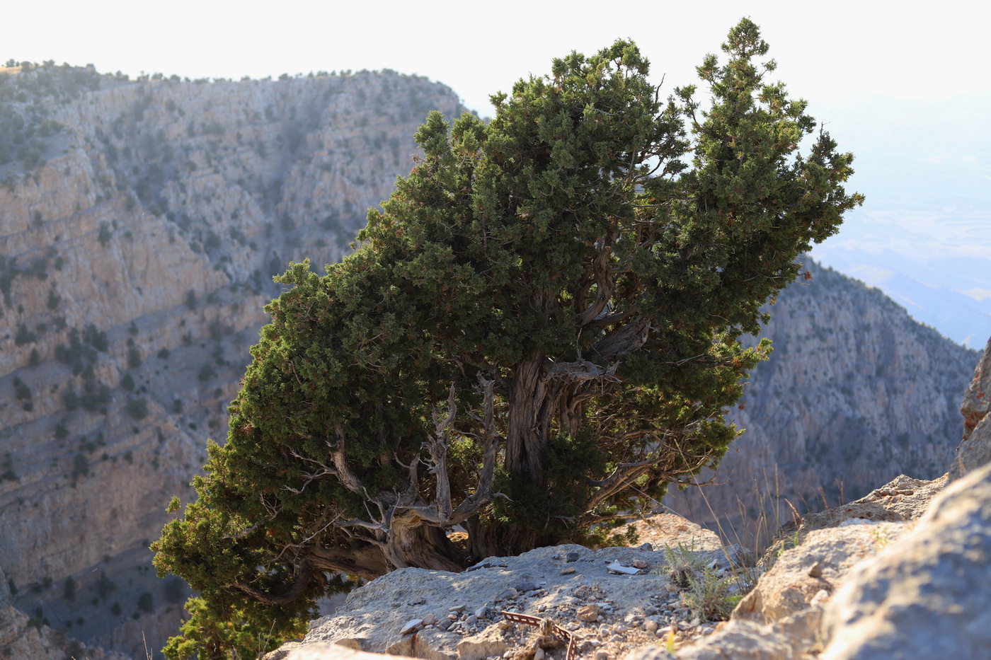 Изображение особи Juniperus turcomanica.