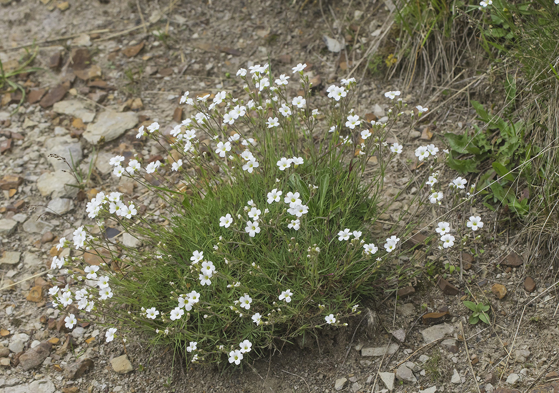 Image of Minuartia circassica specimen.