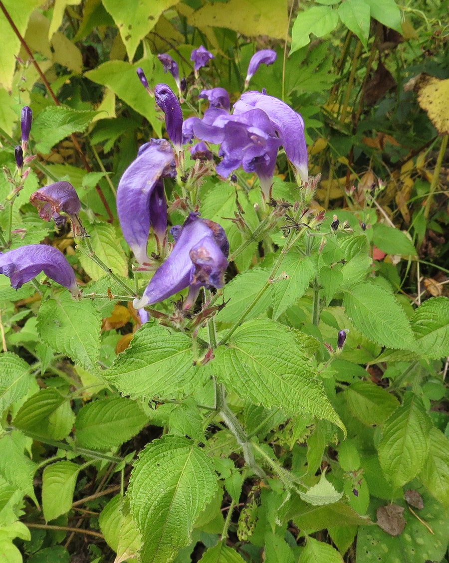 Изображение особи Strobilanthes wallichii.