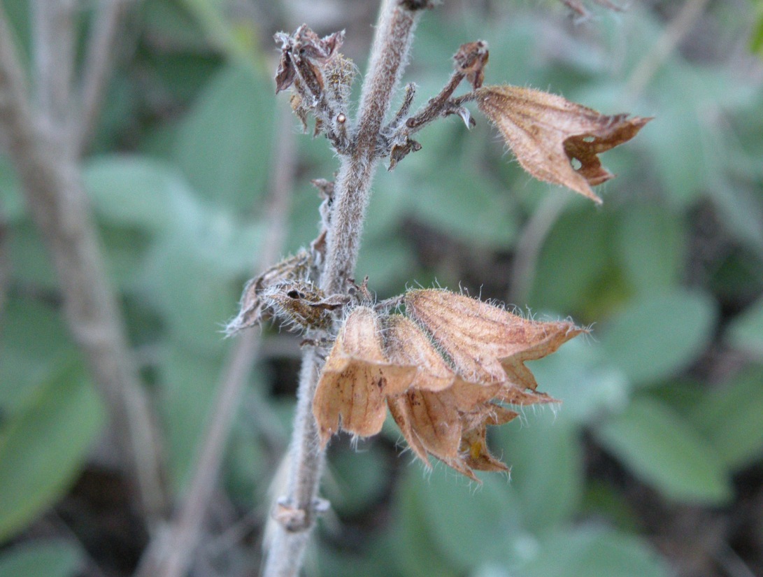 Image of Salvia tomentosa specimen.