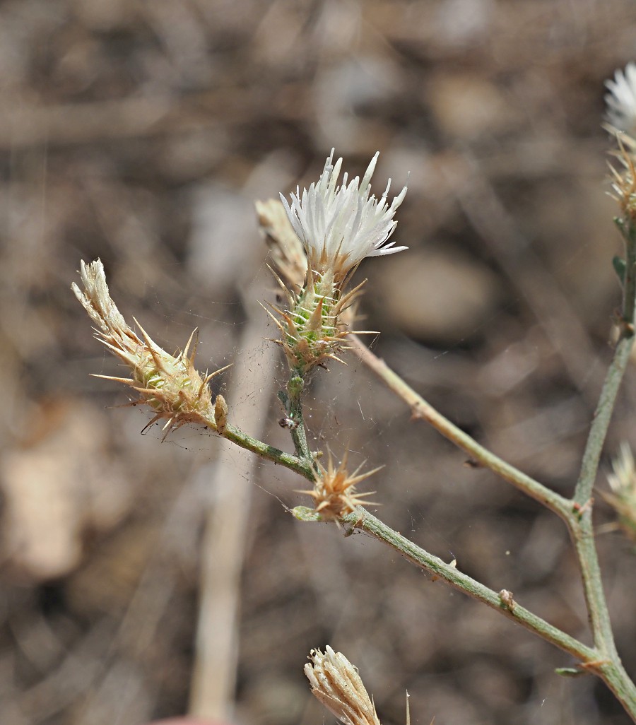 Image of Centaurea diffusa specimen.