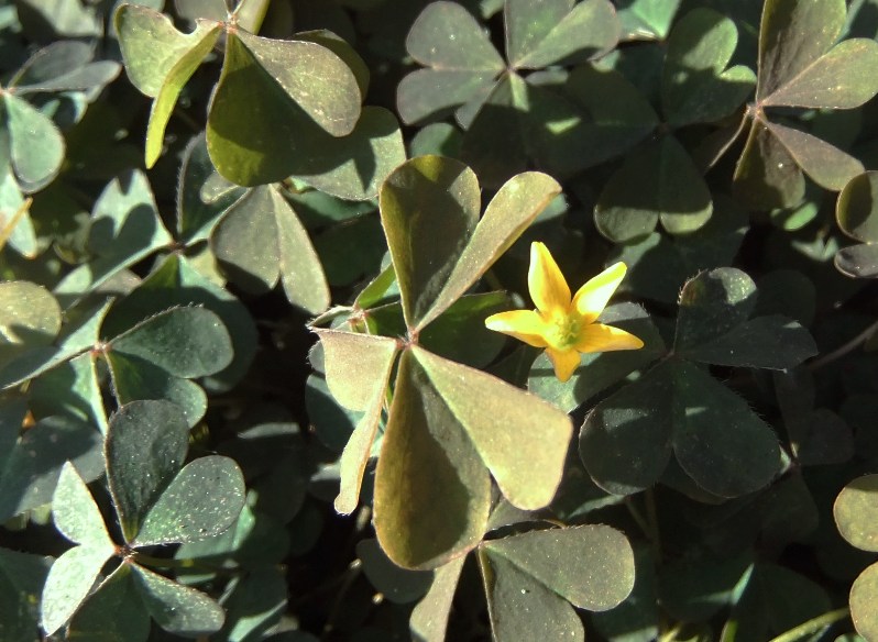 Image of Oxalis corniculata specimen.