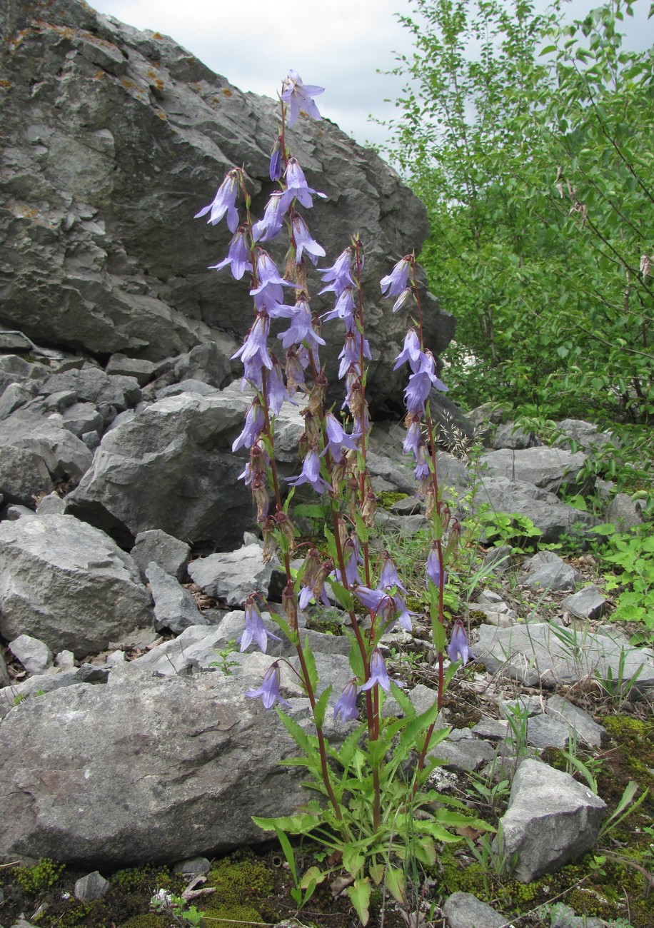 Image of Campanula sarmatica specimen.