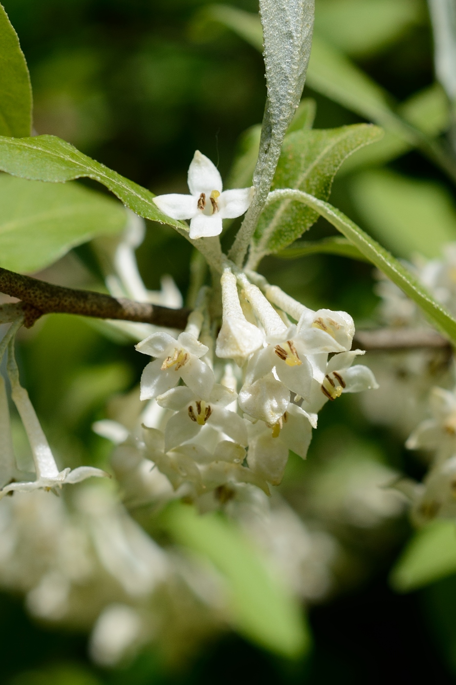 Изображение особи род Elaeagnus.