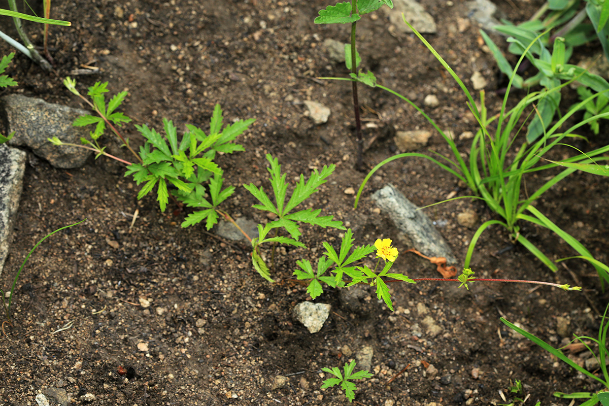 Image of Potentilla flagellaris specimen.