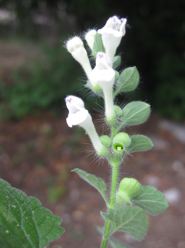 Изображение особи Scutellaria albida.