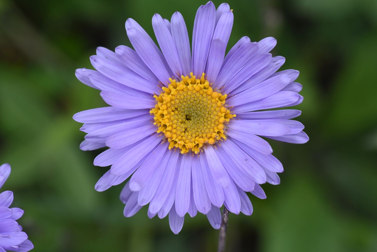 Image of Aster alpinus specimen.