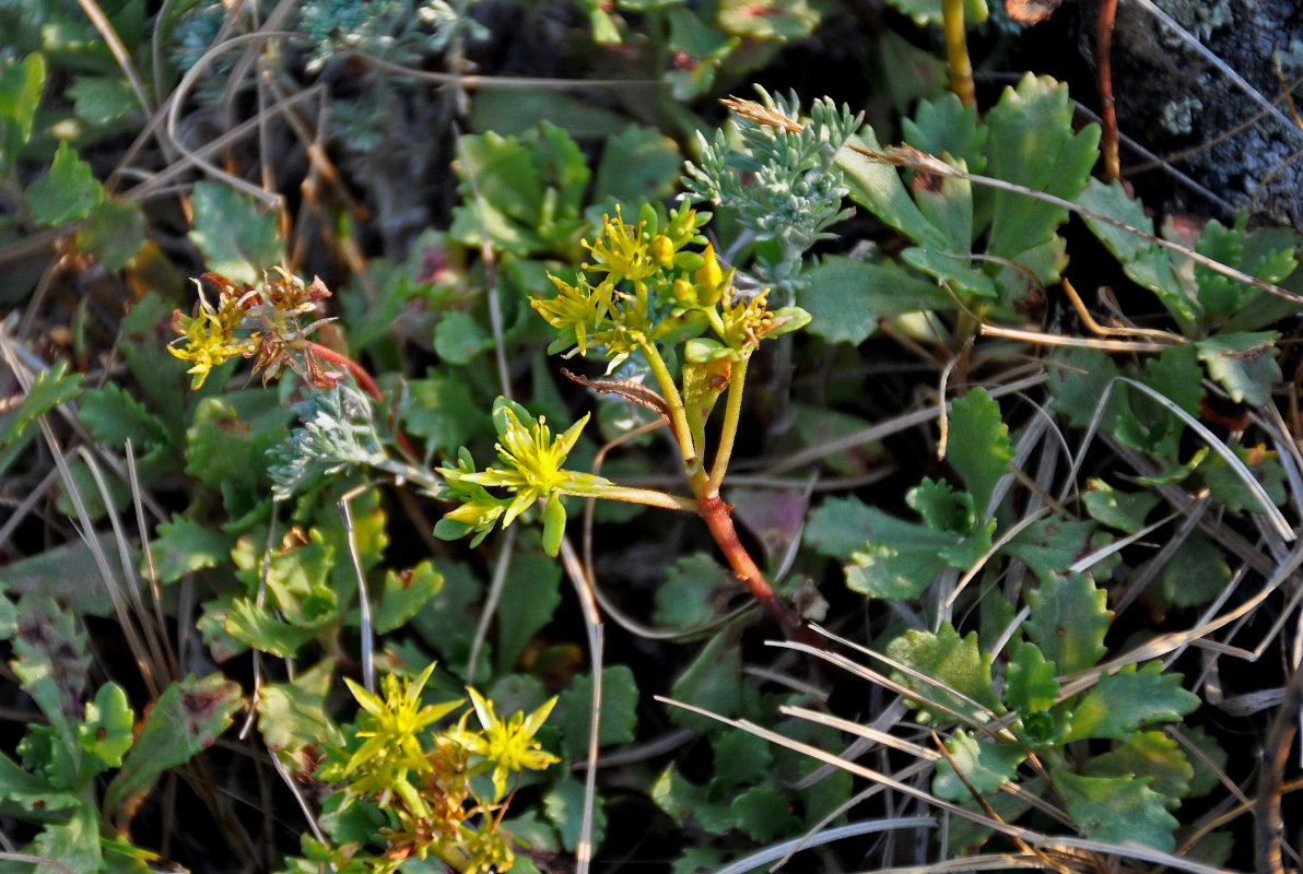 Image of Aizopsis hybrida specimen.