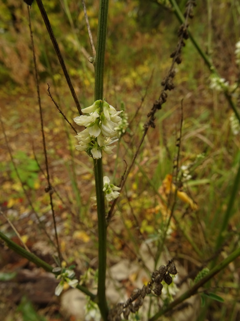 Image of Melilotus albus specimen.