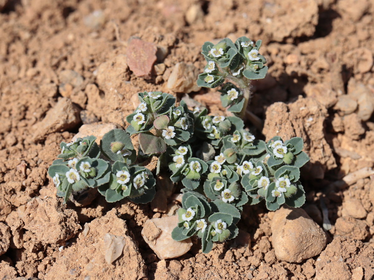 Изображение особи Euphorbia canescens.