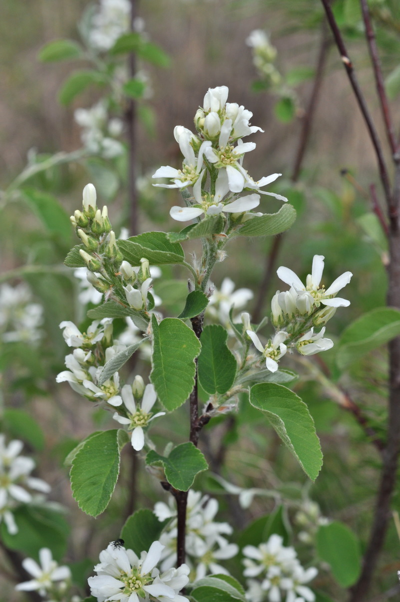 Изображение особи Amelanchier alnifolia.