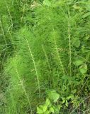 Equisetum telmateia