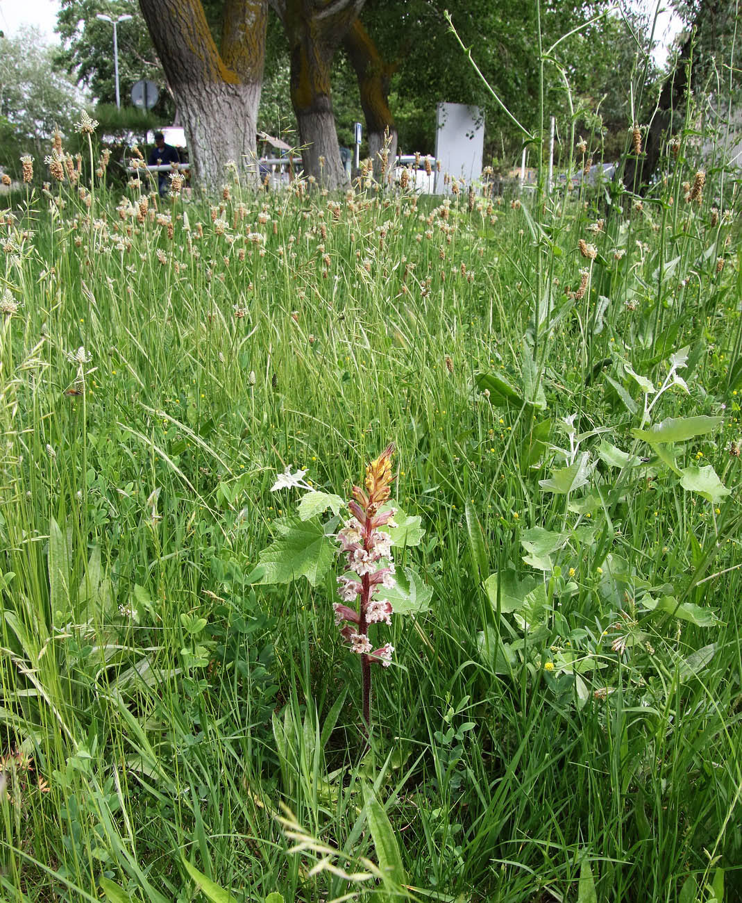 Image of Orobanche crenata specimen.