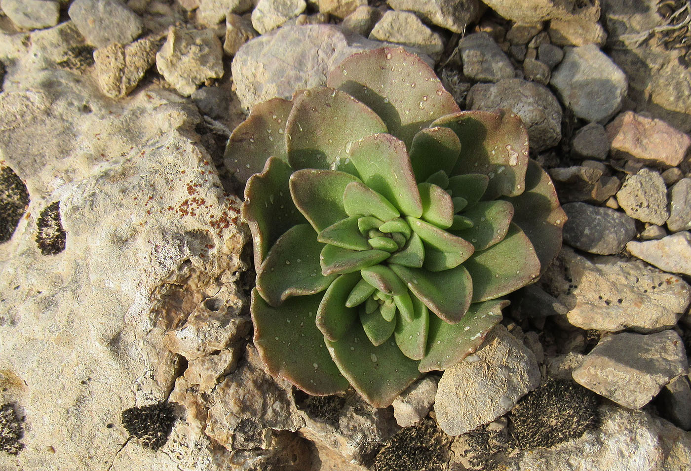 Image of Rosularia glabra specimen.