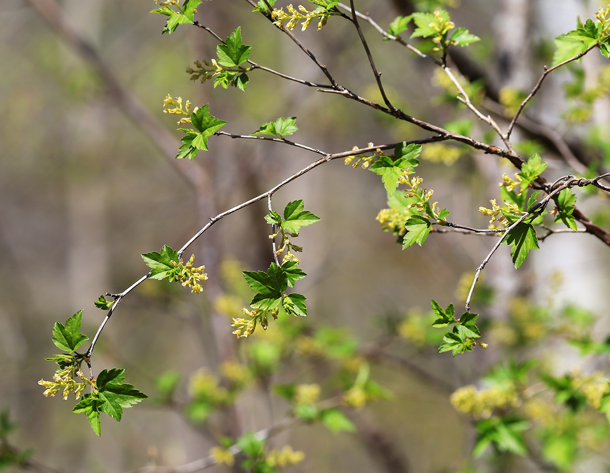 Image of Ribes komarovii specimen.