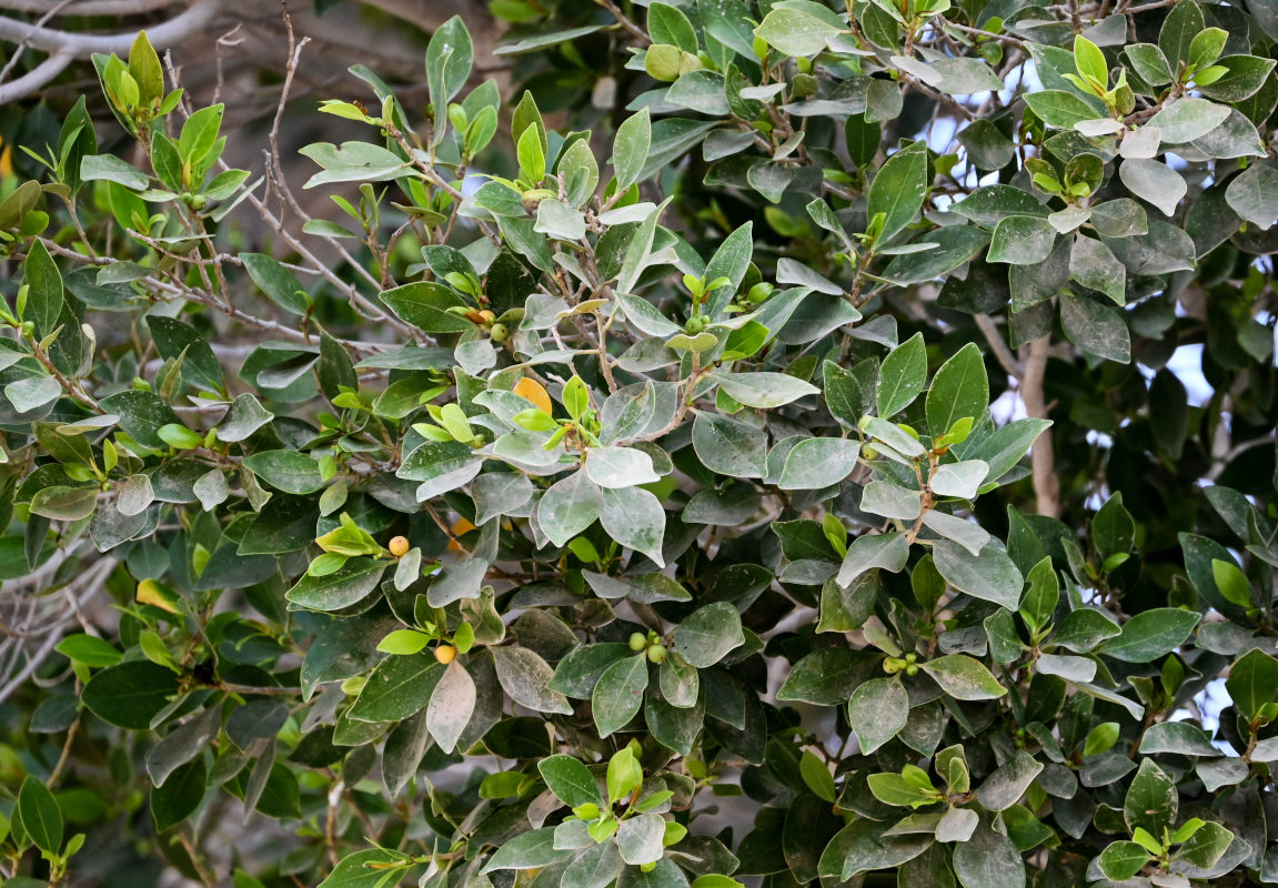 Image of Ficus microcarpa specimen.