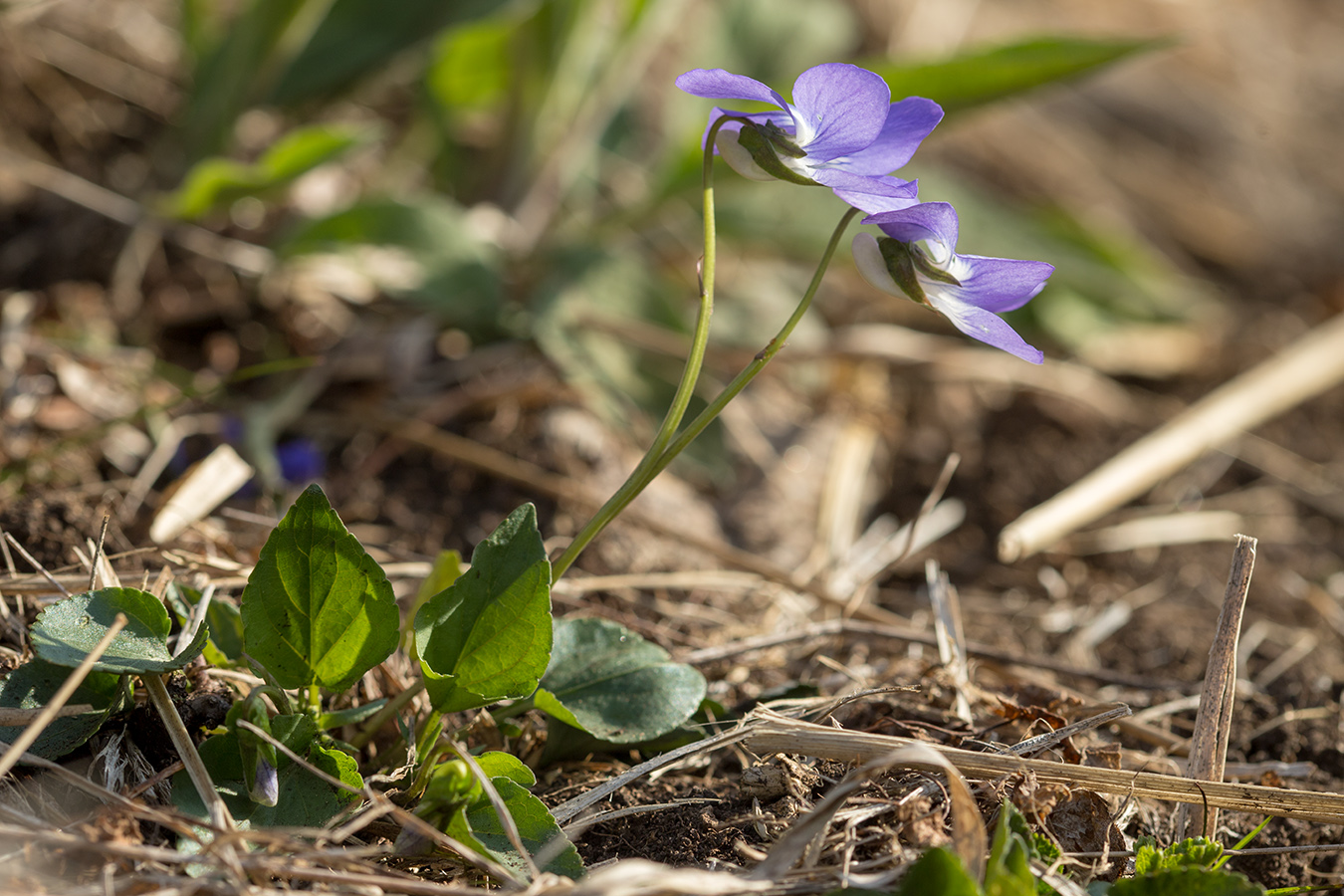 Изображение особи род Viola.