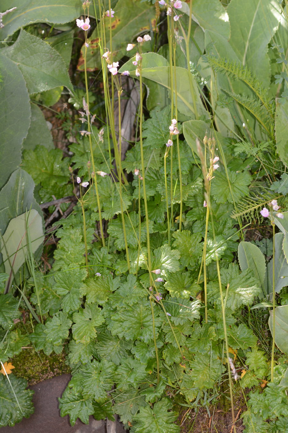 Image of Cortusa brotheri specimen.