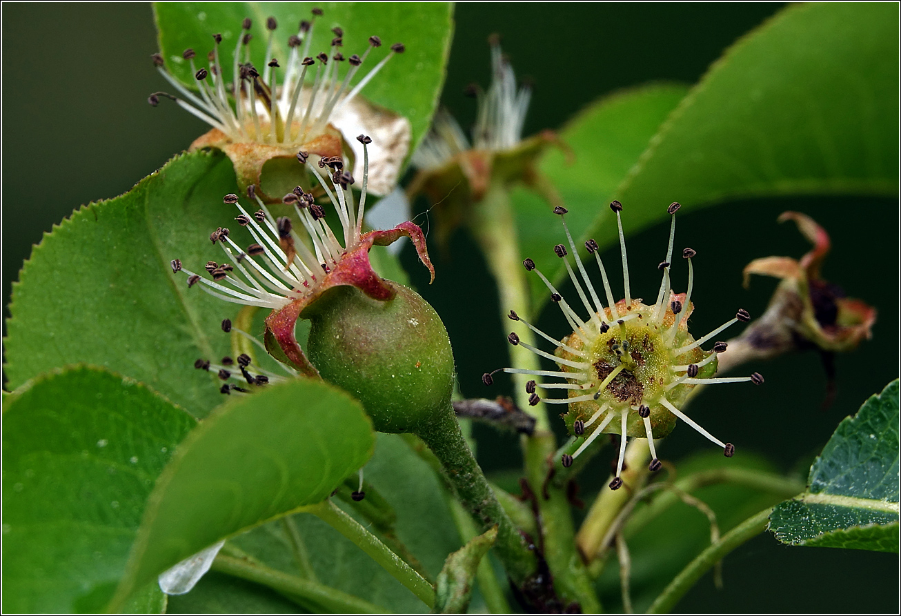 Image of Pyrus communis specimen.