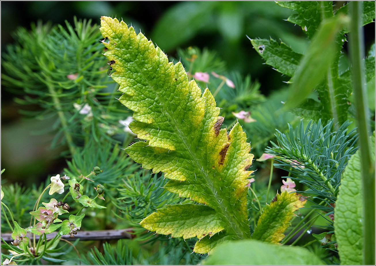 Image of Papaver setiferum specimen.