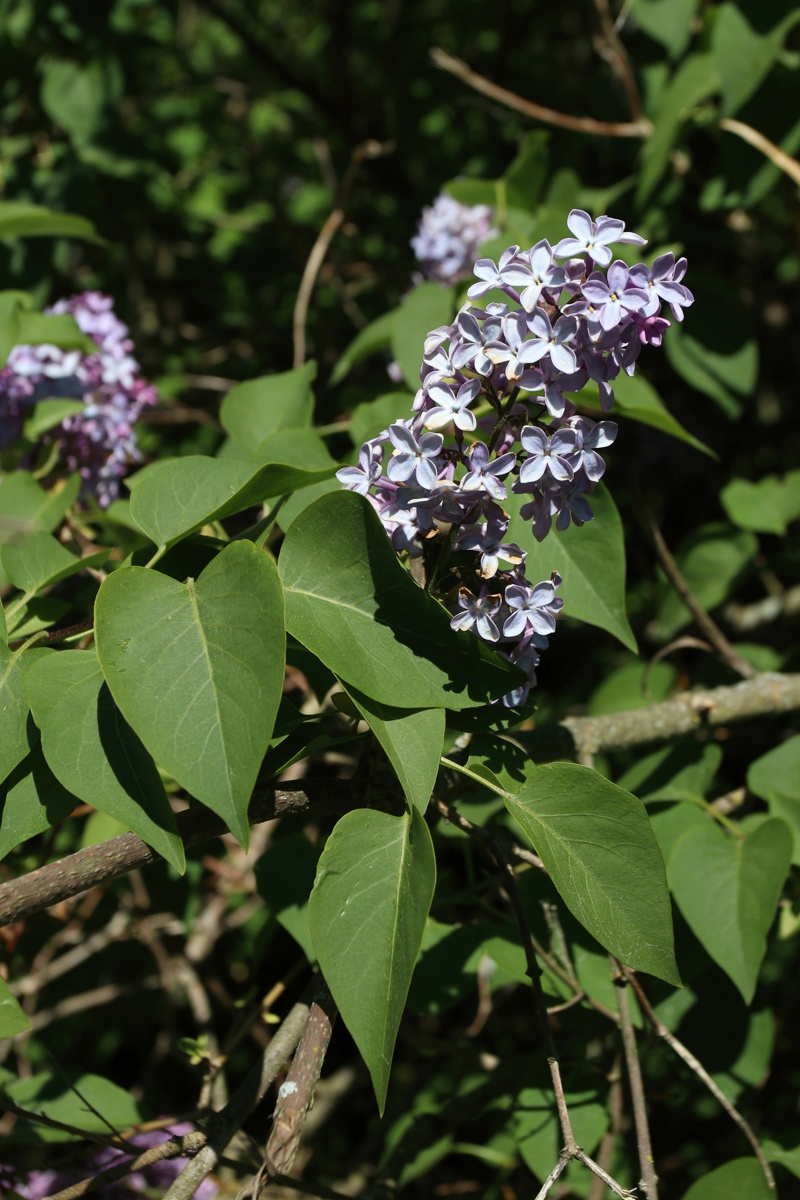 Image of Syringa vulgaris specimen.