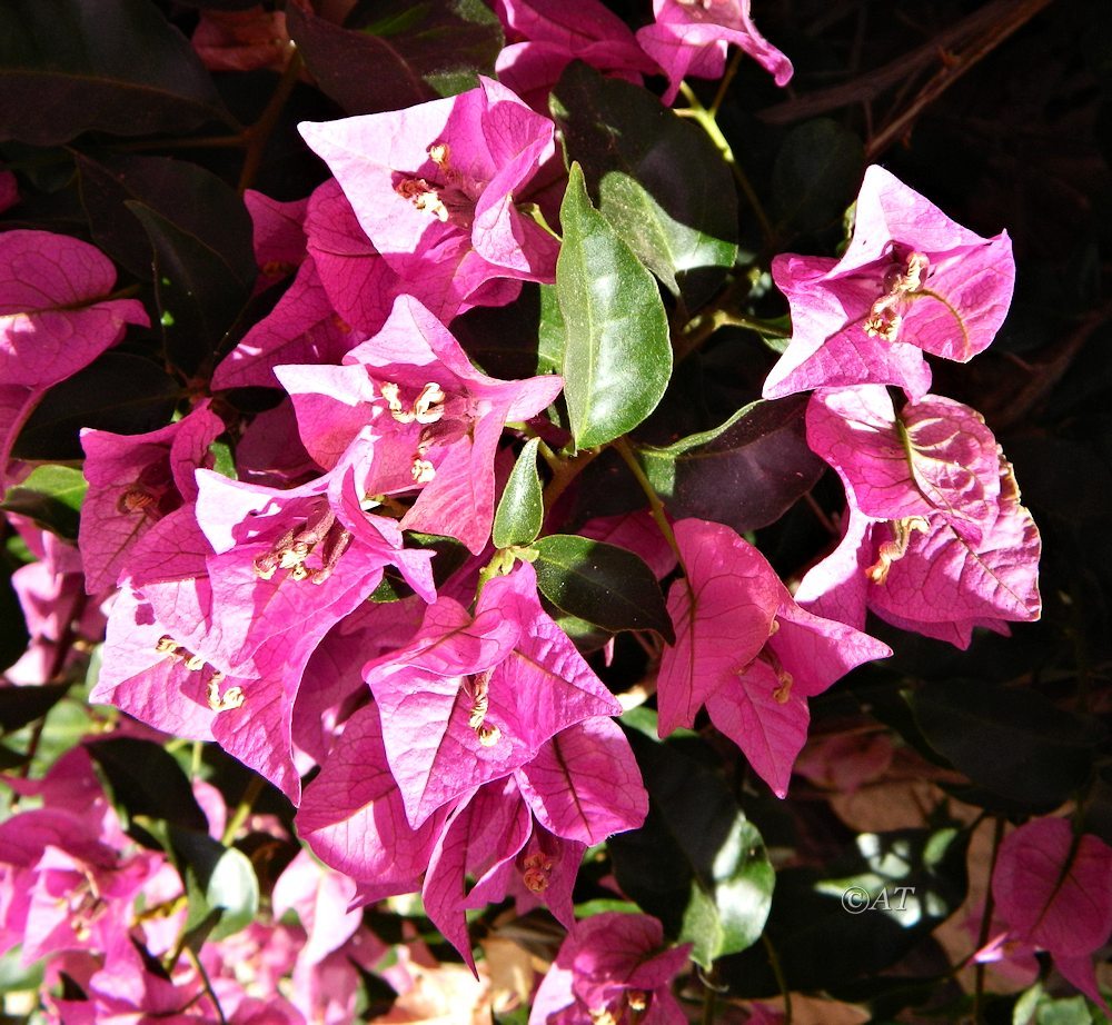 Изображение особи род Bougainvillea.