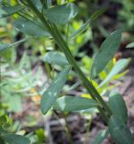 Euphorbia korshinskyi