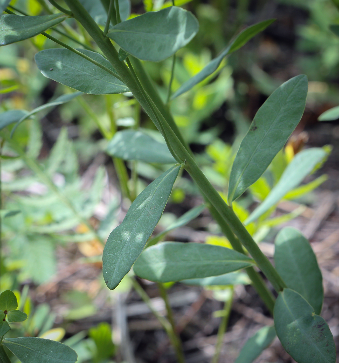 Image of Euphorbia korshinskyi specimen.