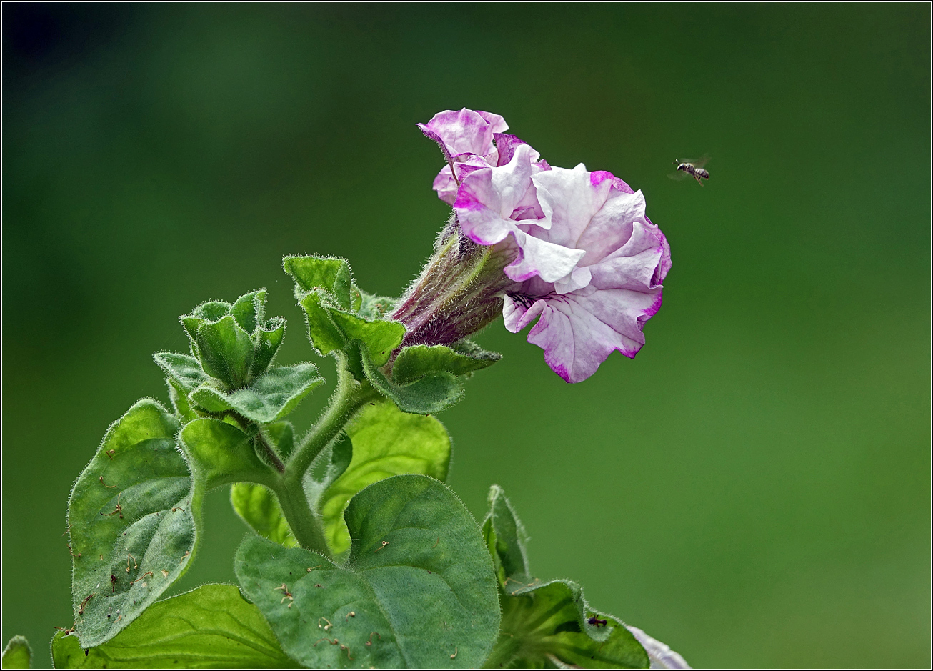Image of Petunia × atkinsiana specimen.