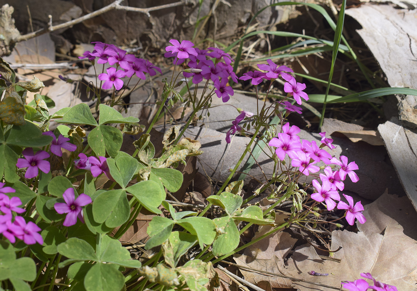 Изображение особи Oxalis articulata.