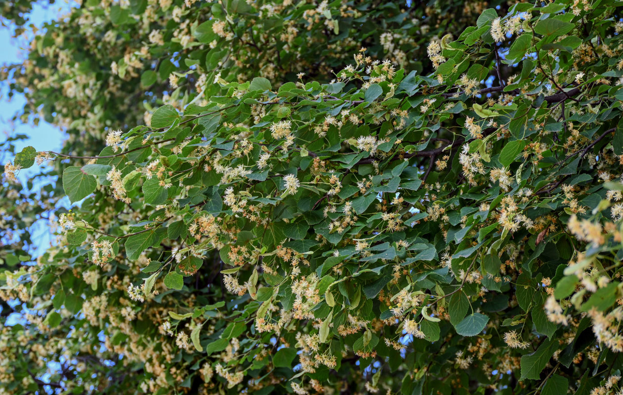 Image of genus Tilia specimen.