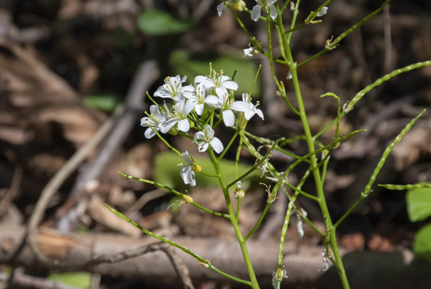 Image of Arabis nordmanniana specimen.