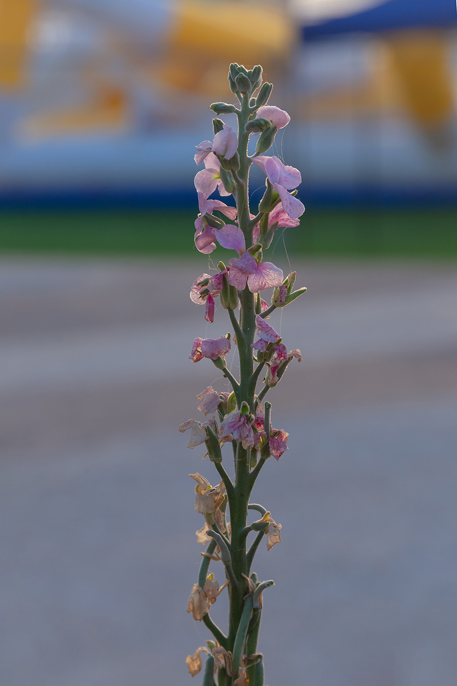 Изображение особи Matthiola incana.