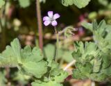 Geranium rotundifolium. Сохранившийся и отцветший цветки и фрагменты листьев. Испания, автономное сообщество Каталония, провинция Жирона, комарка Ла Гарроча, муниципалитет Сан-Фелиу-де-Пальеролс, 1050 м н.у.м., опушка буково-берёзового леса, разнотравное сообщество на уступе скалы. 19.04.2024.